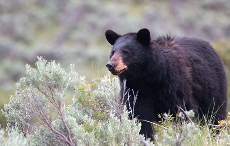 Teton Canyon closed to tent camping after black bear pushing man out of hammock